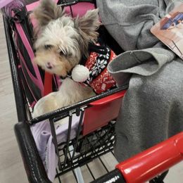 Yorkshire Terrier Puppies from Glitter And Glitz Yorkies