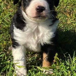 Toy Australian Shepherd Puppies from Baker Ranch Toy Aussies