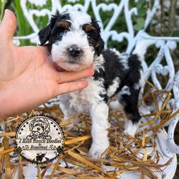 Parti boy 1 - Black and white male Bernedoodle puppy in Graham, Texas from 2 Rose Ranch Doodles