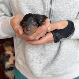 Tri Colored Male 1 - Tri-color male Bernedoodle puppy in Constableville, New York from Zehr’s Labradoodles & Bernedoodles