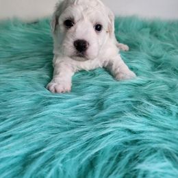 3 - White female Bichon Frise puppy in Selma, North Carolina from Havenkennels