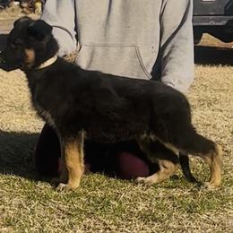 German Shepherd Puppies from George Creek Kennel