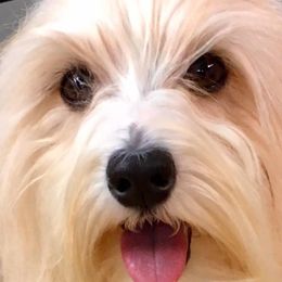 Comet - Havanese