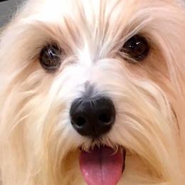Comet - Havanese