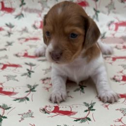 Cindy Lou - Piebald female Dachshund puppy in Porterville, California from Desert Dynasty