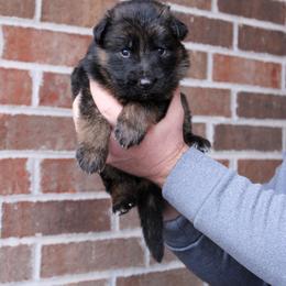 Girl 1 - Black and red female German Shepherd puppy in Mount Vernon, Missouri from German Haus German Shepherds LLC