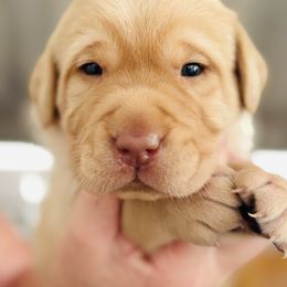 Labrador Retriever Puppies from Pleasant Valley Creekside Ranch, LLC