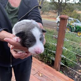 Grey Boy lilac slate - Lilac male Border Collie puppy in Medford, Oregon from Pioneer Valley Border Collies