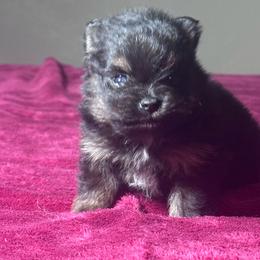Princess - Black and tan female Pomeranian puppy in Kansas City, Missouri from S&K Pomeranians