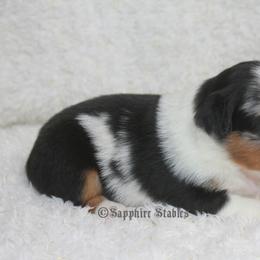 Aussiedoodle, Miniature Australian Shepherd, and Toy Australian Shepherd Puppies from Sapphire Stables