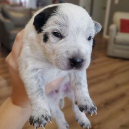 Chia - Blue male Australian Cattle Dog puppy in Monterey, Tennessee from Quarter Acre Farms