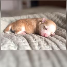 Girl 2 - Red and white female Pomsky puppy in Grass Valley, California from Karalot Pomskies