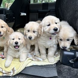 Golden Retriever Puppies from Ruff Life Goldens