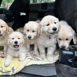 Golden Retriever Puppies from Ruff Life Goldens