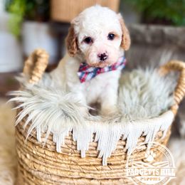 Jack - Blenheim male Cavapoo puppy in Natural Bridge, Virginia from Padgetts Hill Puppies