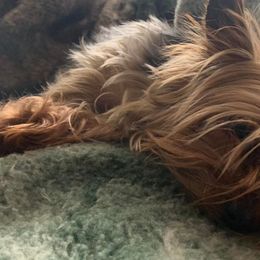Yorkshire Terriers from Driftless River Yorkies