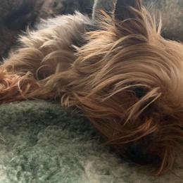Yorkshire Terriers from Driftless River Yorkies