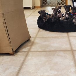 Whippet Puppies from Whippety Split