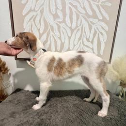 Boy 4 - Sabled red male Borzoi puppy in Texas from Houston Borzoi