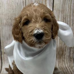 White Male - Apricot male Goldendoodle puppy in Great Falls, Montana from Montana Goldendoodles