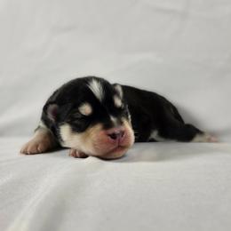 Aurora - Black and white female Siberian Husky puppy in Livermore, California from Limitless Huskies