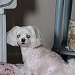 Polly - Maltese