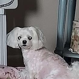 Polly - Maltese