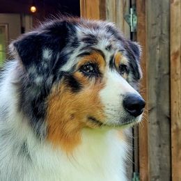 Australian Shepherds, Miniature American Shepherds, and Miniature Australian Shepherds from Crickhollow Aussies