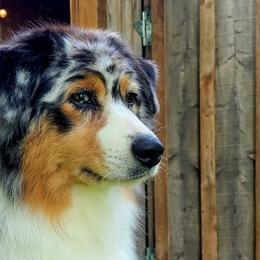 Australian Shepherds, Miniature American Shepherds, and Miniature Australian Shepherds from Crickhollow Aussies