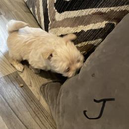 Jason - Tan male Morkie puppy in Taylorsville, North Carolina from Mountain Top Hot Tailz