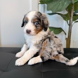 Bonnie - Blue merle female Bernedoodle puppy in Santaquin, Utah from Mountain Ridge Bernedoodles