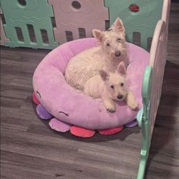 Junior - Wheaten male Scottish Terrier puppy in Mount Vernon, Washington from Scottish Terrier Sandra T