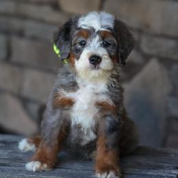 Beethoven - Merle male Bernedoodle puppy in Dundee, Ohio from Down Home Doodle
