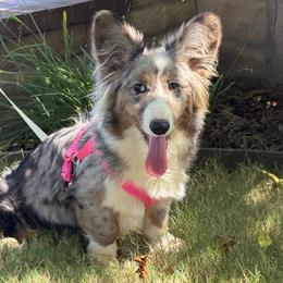 Noelle - Blue merle and white female Cardigan Welsh Corgi puppy in San Diego ,Ca, California from SoCal Native Corgis