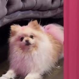 Pomeranian puppies from Luxury Poms