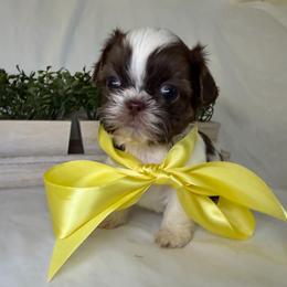Cooper - Liver and white male Shih Tzu puppy in Bullhead City, Arizona from Arizona Shih Tzu Land