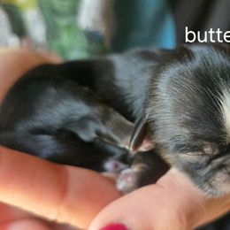 Buttercup - Chocolate and tan female Shih Tzu puppy in Green Valley Lake, California from All American Shih Tzu Puppies