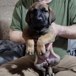 Periwinkle girl - Red female Boerboel puppy in Dowagiac, Michigan from Flanders Kennels LLC