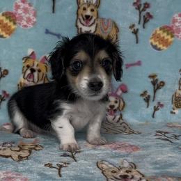 Finn - Piebald male Dachshund puppy in Poteau, Oklahoma from Sisters Dazzling Dachshunds