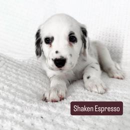Shaken Espresso - LUA long coat - White and black male Dalmatian puppy in Davenport, Florida from Sunny Jewels Dalmatians