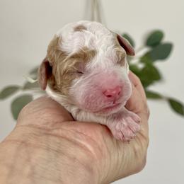 Cedar - Parti female Goldendoodle puppy in S AI Nt John, Indiana from Lulu's Goldendoodles