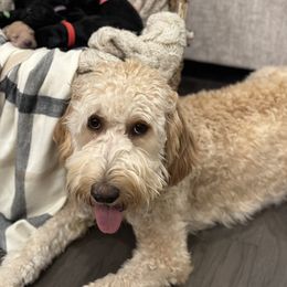 Holland - Goldendoodle