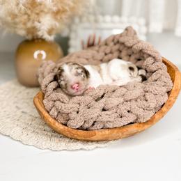 Tootsie - Merle female Goldendoodle puppy in Ooltewah, Tennessee from Allison Family Doodles