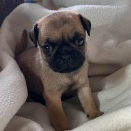 Apricot boy 2 - Fawn male Pug puppy in Norborne, Missouri from Pug Palace