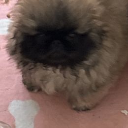 Revolution - Red brindle male Pekingese puppy in Canton, Michigan from Sno-Peke