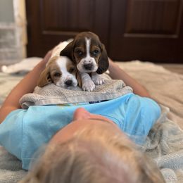 Basset Hound Puppies from Breeze Basset Hounds