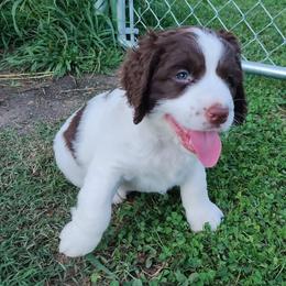 Delight - White and liver female English Springer Spaniel puppy in Kingsport, Tennessee from Leandra's English Springer Spaniels