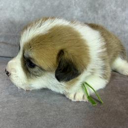 Brave - Red male Pembroke Welsh Corgi puppy in Victoria, Texas from Clear Creek Corgis