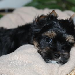 Ryder - Black and tan male Yorkshire Terrier puppy in Austin, Texas from H6 Yorkies