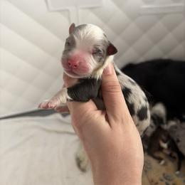 Tito - Blue merle male Miniature American Shepherd puppy in Groesbeck, Texas from Epic Miniature American Shepherds